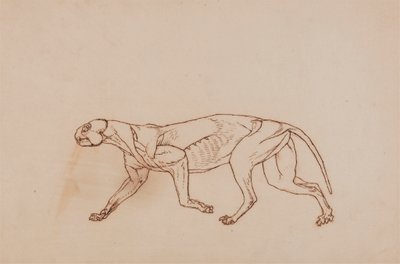 ヒョウの体、横から見た図 (解剖の後期段階、表面の結合組織と耳を取り除いたもの) 作： George Stubbs
