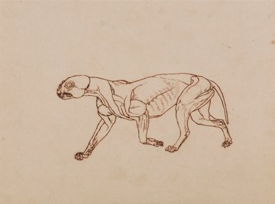 ヒョウの体、側面図 作： George Stubbs