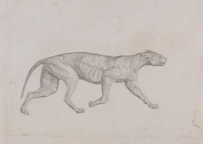 ヒョウの体、側面図 作： George Stubbs