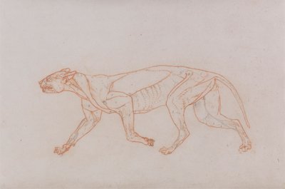 ヒョウの体、側面図 作： George Stubbs