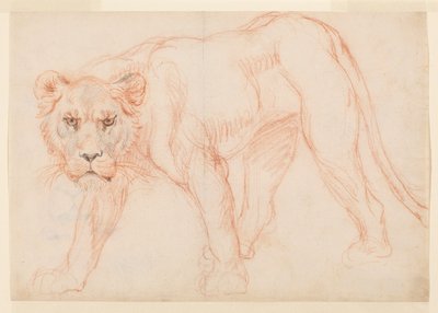 雌ライオンがうろついている、直腸、18世紀または19世紀 作： George Stubbs