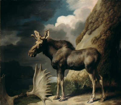ムース、1770 作： George Stubbs