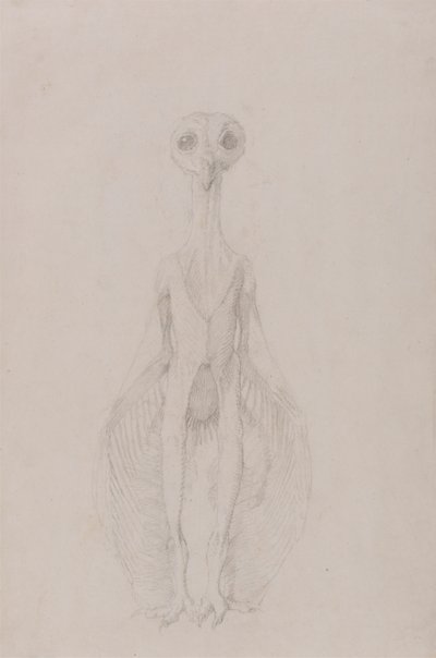 フクロウ, 地位, 前方の眺め 作： George Stubbs