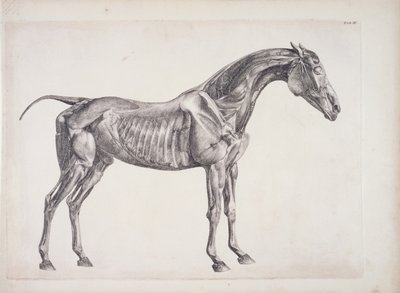 馬の解剖学、1766年頃のプレート 作： George Stubbs