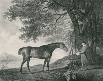 ジョージタウンリースタッブス（1756-1815）パブによって刻まれたシャーク。 1794（エッチング） 作： George Stubbs