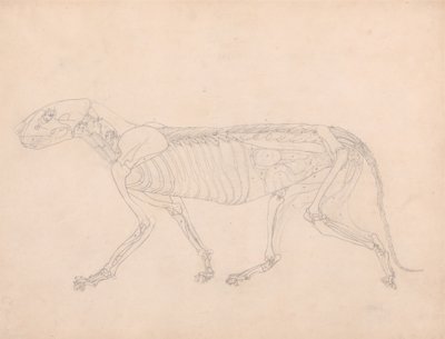 人体の構造の解剖学的解剖学的展示とトラと一般的な鶏の解剖学的展示とからの、タイガーの側面図、腹部内臓の露出に関する研究、c.1795-1806（グラファイト上の 作： George Stubbs