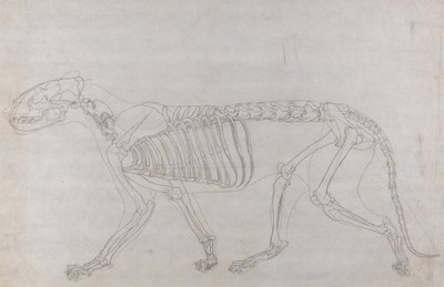 人体の構造の比較解剖学的博覧会からの虎の側面図の研究、虎と普通の鶏のそれとの比較、1795-1806（薄い織物のグラファイト） 作： George Stubbs