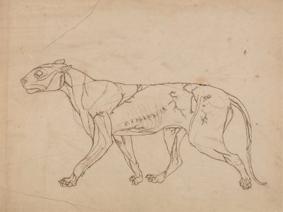 人体の構造の解剖学的博覧会からの虎の側面図の研究、虎と普通の鶏のそれとの比較、1795-1806（厚紙のグラファイト） 作： George Stubbs