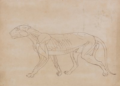 人体の構造の比較解剖学的展示からの虎の側面図の研究、虎と普通の家禽の構造との比較、1795-1806（wove pap上のグラファイト上のペンと黒のインク） 作： George Stubbs