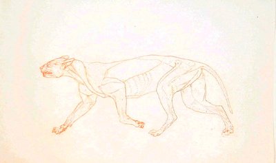 人体の構造の解剖学的博覧会からの虎の側面図の研究、虎と普通の家禽のそれとの比較、1795-1806（織り紙に赤いチョークの黒鉛） 作： George Stubbs
