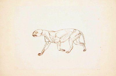 人体の構造の比較解剖学的展示からの虎の側面図の研究、虎と普通の家禽の構造との比較、1795-1806（薄いwove papの赤いチョーク上のペンとインク） 作： George Stubbs