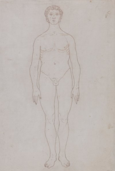 人間の姿の研究、正面図 (表 VI の外形図) 作： George Stubbs