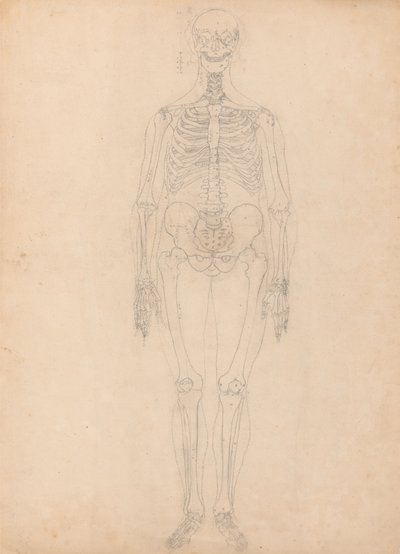 人間の体の構造の比較解剖学的説明と虎と普通の家禽の構造の比較による、人間の姿、前面図、表Iの図の研究、c.1795-1806（g 作： George Stubbs