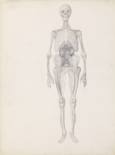 「人体の構造とトラおよび一般的な鳥の構造の比較解剖学的説明」、c.1795-1806（c.1795-1806）からの人物像、前面図、解剖の最終段階の研究。 作： George Stubbs
