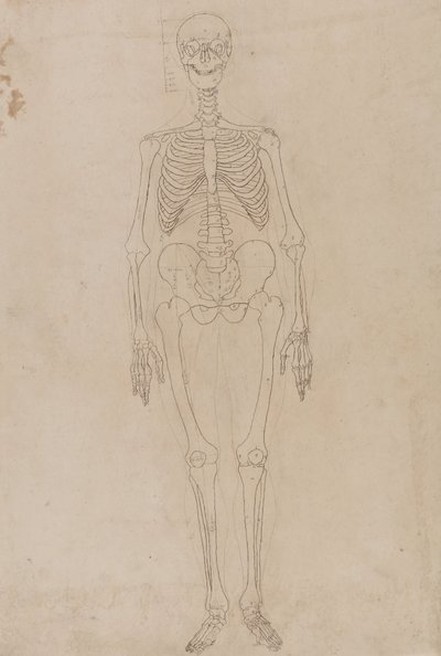 人間の体の構造の比較解剖学的博覧会からの人の姿、前面の研究、虎と普通の家禽の構造の比較、c.1795-1806（紙に黒鉛とインク） 作： George Stubbs
