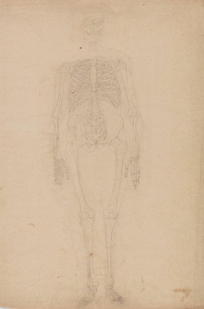 人間の体の構造の比較解剖学的展示からの人間の姿、前面の研究、虎と普通の家禽の構造の比較、c.1795-1806（紙上の黒鉛） 作： George Stubbs