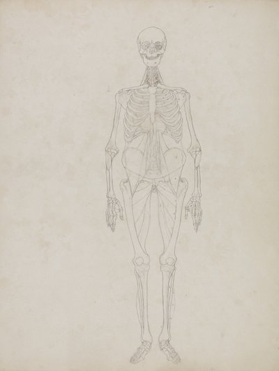 「人体の構造と虎や一般的な鳥の構造の比較解剖学的説明」からの人物像の研究、正面図、c.1795-1806（紙にグラファイトとインク） 作： George Stubbs