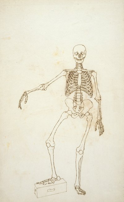 「人体の構造とトラや一般的な鳥の構造の比較解剖学的説明」からの人物像、前面図の研究 作： George Stubbs