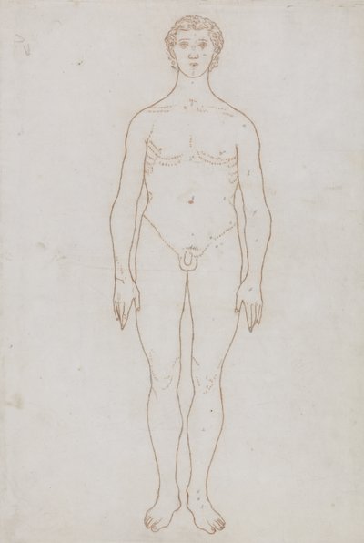 「人体の構造と虎や一般的な鳥の構造の比較解剖学的説明」からの人物像の研究、正面図、c.1795-1806（紙に赤いチョーク） 作： George Stubbs