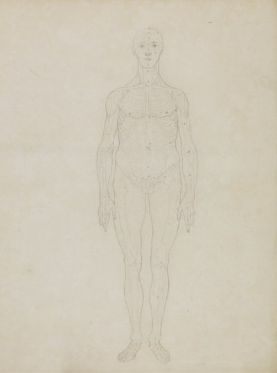 「人体の構造とトラや一般的な鳥の構造の比較解剖学的説明」からの人物像の研究、正面図 作： George Stubbs