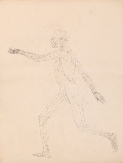 人間の体の構造の比較解剖学的解説、虎と普通の家禽の比較、1795-1806（g 作： George Stubbs