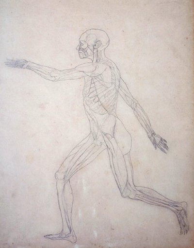 人間の体の構造の比較解剖学的博覧会からの人間の姿、側面図の研究、虎と普通の家禽のそれとの比較、c.1795-1806（カートリッジ紙のグラファイト） 作： George Stubbs