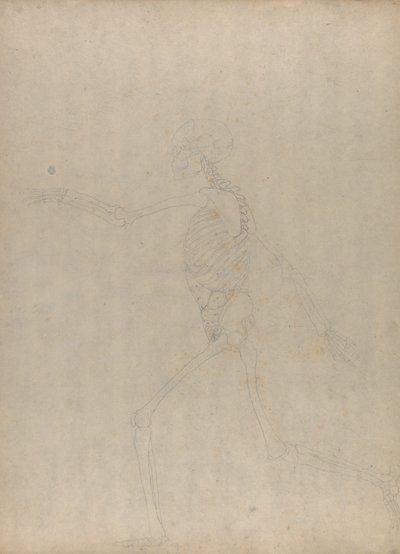 人体の構造の比較解剖学的解説からの人の姿、側面図の研究、虎と普通の家禽の構造との比較、1795-1806（厚紙のグラファイト） 作： George Stubbs
