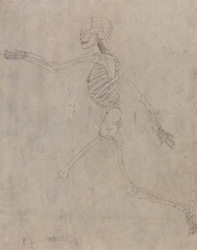 人間の体の構造の比較解剖学的博覧会からの人間の姿、側面図の研究、虎と普通の家禽の構造との比較、1795-1806（グラブ、インクの上に重い織り目を付けたもの） 作： George Stubbs