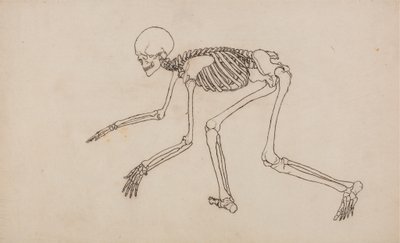 人間の体の構造の比較解剖学的博覧会からの人間の姿、側面図の研究、虎と普通の家禽の構造との比較、1795-1806（ペンとwov上のグラファイト上のインク） 作： George Stubbs