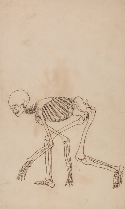 人間の体の構造の比較解剖学的博覧会からの人間の姿、側面図の研究、虎と普通の家禽の構造との比較、1795-1806（ペンとwov上のグラファイト上のインク） 作： George Stubbs