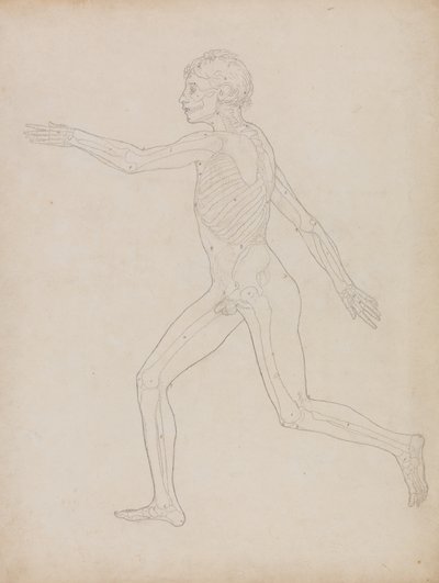 人体の構造の比較解剖学的説明からの人の姿、側面図の研究、虎と普通の家禽の構造との比較、1795-1806（厚紙のグラファイト） 作： George Stubbs
