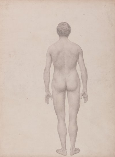 人間の体の構造の解剖学的説明とトラおよび一般的な家禽の解剖学的説明との比較による、表VIIの人間の姿、背面図、解剖なしの完成した研究の研究 作： George Stubbs