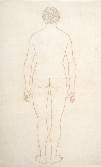 人間の体の構造の比較解剖学的説明からの人間の姿、後部の眺めの研究、虎と普通の家禽のそれとの比較、c.1795-1806（紙にインク） 作： George Stubbs