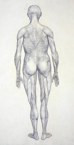 人間の体の構造の比較解剖学的博覧会からの人間の姿、後部の眺めの研究、虎と普通の家禽のそれとの比較、c.1795-1806（カートリッジ紙のグラファイト） 作： George Stubbs