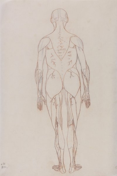 人間の体の構造の比較解剖学的博覧会からの人間の姿、背面図の研究、虎と一般的な家禽の構造の解剖学、c.1795-1806（カートリッジ紙に赤いチョーク） 作： George Stubbs