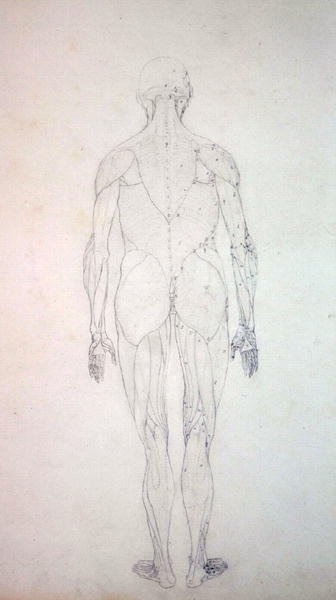 人間の体の構造の比較解剖学的博覧会からの人間の姿、後部の眺めの研究、虎と普通の家禽のそれとの比較、c.1795-1806（カートリッジ紙のグラファイト） 作： George Stubbs