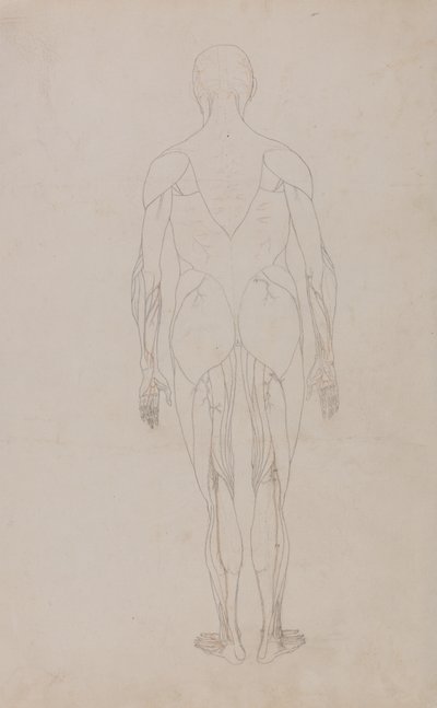 人間の体の構造の比較解剖学的解説からの人間の姿、後部の眺めの研究、虎と一般的な家禽のそれとの比較、c.1795-1806（紙に黒鉛とインク） 作： George Stubbs