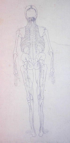 人間の体の構造の比較解剖学的展示、虎と普通の家禽の構造との比較からの人間の姿、後面図の研究、c.1795-1806（紙上の黒鉛） 作： George Stubbs