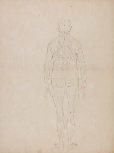 人間の体の構造の比較解剖学的博覧会からの人間の姿、後部の眺めの研究、虎と普通の家禽のそれとの比較、c.1795-1806（カートリッジ紙のグラファイト） 作： George Stubbs
