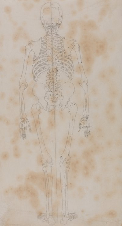 人間の体の構造の比較解剖学的展示、虎と普通の家禽の構造との比較からの人間の姿、後面図の研究、c.1795-1806（紙上の黒鉛） 作： George Stubbs