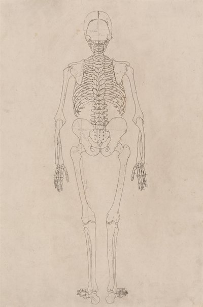 人間の体の構造の比較解剖学的展示からの人間の姿、背面図の研究、虎と一般的な家禽の構造の解剖学、c.1795-1806（カートリッジ紙にインク） 作： George Stubbs