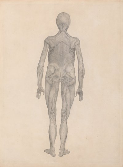 人間の体の構造とトラやコムギの構造の比較解剖学的解説からの、皮膚とその下にある筋膜組織を取り除いた人間の姿、後面像の研究 作： George Stubbs