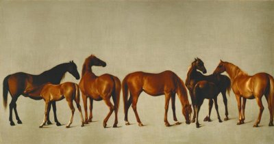 詰め物をした牝馬 作： George Stubbs