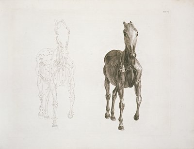 タブ。 VIII、「馬の解剖学」から1766 作： George Stubbs