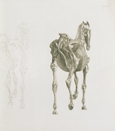 タブ。 XV、「馬の解剖学」から、1766 作： George Stubbs