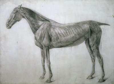 筋肉の研究：側面から見たエコルチェの絵、13番目の解剖学的表、馬の解剖学、1766 作： George Stubbs