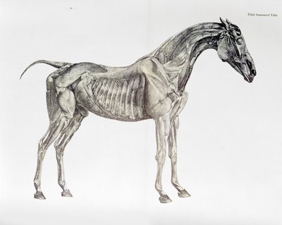 「馬の解剖学」の3番目の解剖学的表 作： George Stubbs