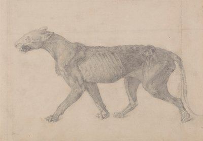虎の体、横から見た図 (虎の別の標本の 9 つの図面の最初のもの) 作： George Stubbs