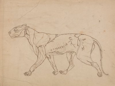 Corpo do Tigre, Vista Lateral (Esboço do estudo dos músculos da superfície e seu suprimento sanguíneo, provavelmente feito para uma figura-chave) 作： George Stubbs