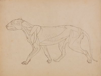 虎の胴体 側面図（おそらくキーフィギュアの元になったもの） 作： George Stubbs